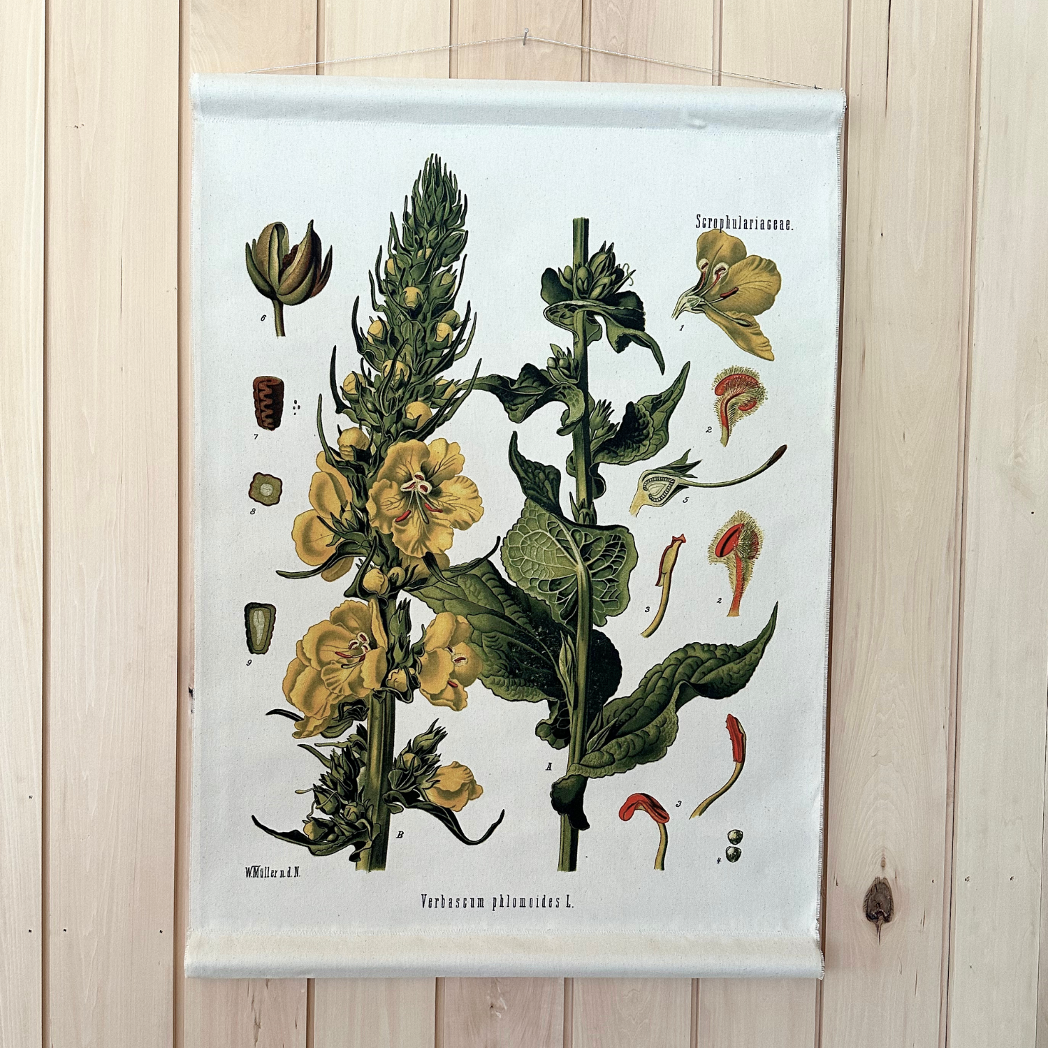Canvas Wall Hanging - Wolly Mullein Flower